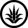 S Aloe vera